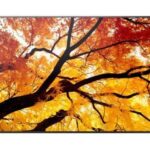 Sharp MultiSync M982 Panel plano interactivo 2,48 m (97.5") LED 550 cd / m² 4K Ultra HD Negro 24/7