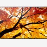 Sharp MultiSync M322 Pantalla plana para señalización digital 81,3 cm (32") LCD 550 cd / m² Full HD Negro